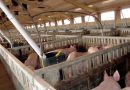Piden frenar las importaciones de porcino ante el incremento del temor a la llegada de la peste porcina a España