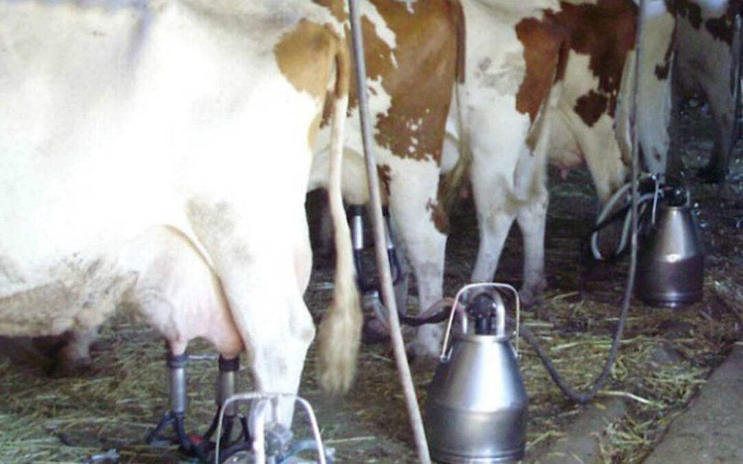 Denuncian que en 2022 cerraron 66 granjas de leche al mes y ahora la industria baja los precios sin permitir cubrir los costes de producción