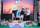 Huerta Tobías Meridian Nerea’, la vaca Gran Campeona de Los Pedroches 2024