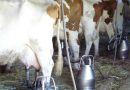 Denuncian que en 2022 cerraron 66 granjas de leche al mes y ahora la industria baja los precios sin permitir cubrir los costes de producción